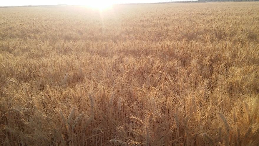 Campo de trigo, esperando dar su grano, vida...